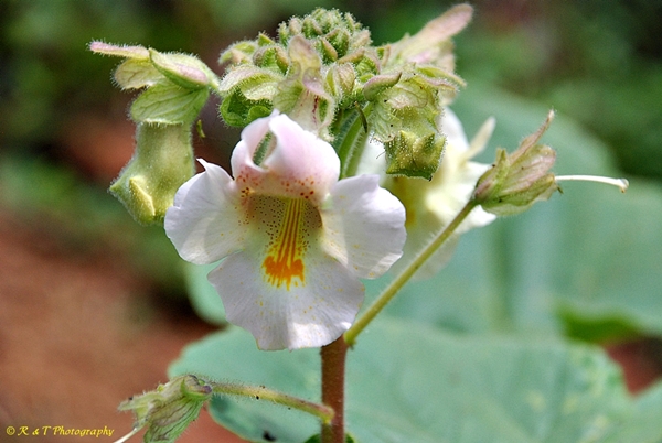 {Proboscidea louisiana}